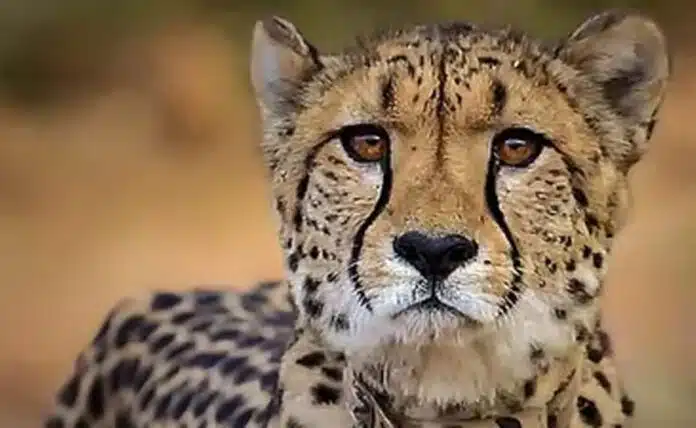 3rd cheetah dies in MP's Kuno National Park