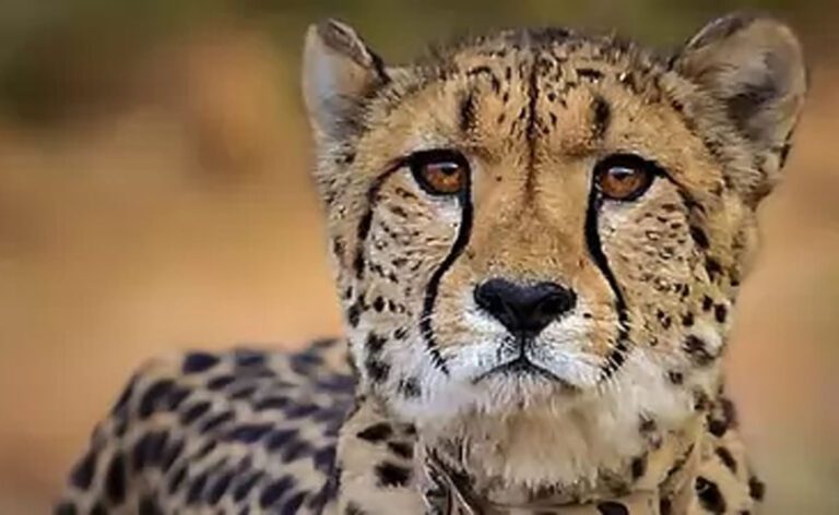 Cheetah: मध्य प्रदेश के कूनो नेशनल पार्क में तीसरे चीते की मौत