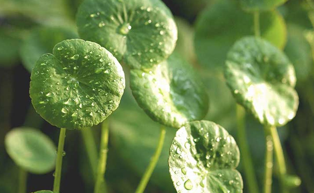 Herbs to Promote Thyroid Health