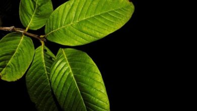 Say goodbye to toothache with the help of Guava leaves
