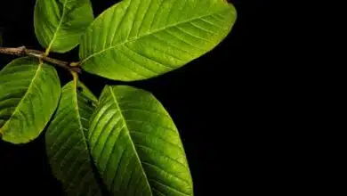 Say goodbye to toothache with the help of Guava leaves