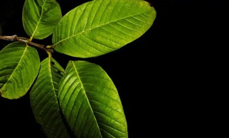 Say goodbye to toothache with the help of Guava leaves