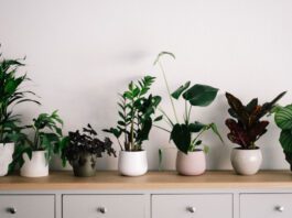 Top 5 Health Benefits of Indoor Plants