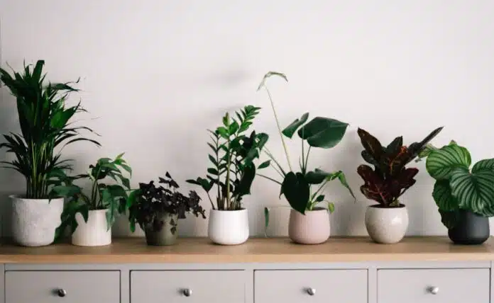 Top 5 Health Benefits of Indoor Plants