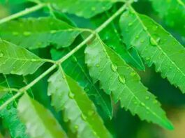 Neem juice improves digestion and skin health