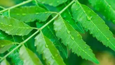 Neem juice improves digestion and skin health