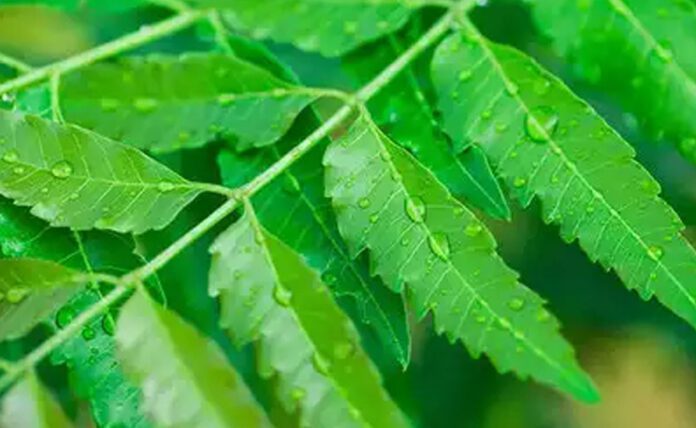 Neem juice improves digestion and skin health