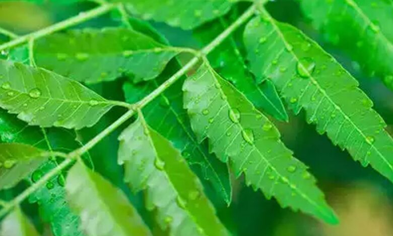 Neem juice improves digestion and skin health