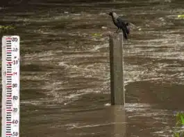High alert in Delhi, Yamuna above danger mark
