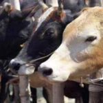 Karnataka saint angry over repeal cow slaughter law