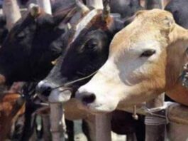 Karnataka saint angry over repeal cow slaughter law