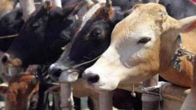 Karnataka saint angry over repeal cow slaughter law