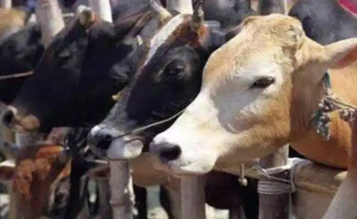 Karnataka saint angry over repeal cow slaughter law