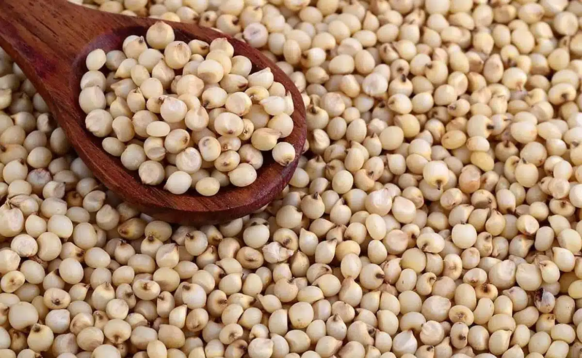 jowar What are the benefits of eating Jowar roti?