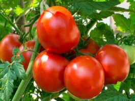 Tomato Benefits: How does tomato prevent the risk of cardiac arrest?