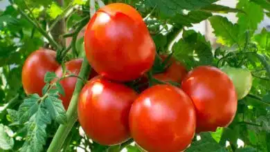 Tomato Benefits: How does tomato prevent the risk of cardiac arrest?
