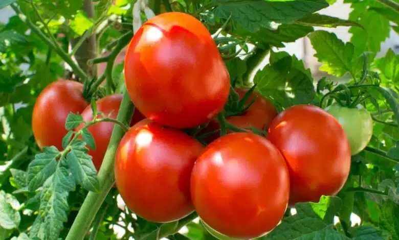 Tomato Benefits: How does tomato prevent the risk of cardiac arrest?