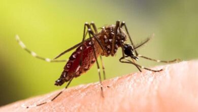 Foods to eat when recovering from dengue