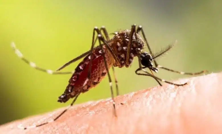 Foods to eat when recovering from dengue