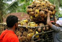 Coconut growers in Gujarat sought help from the government