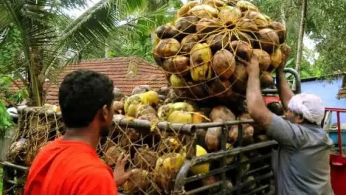 Coconut growers in Gujarat sought help from the government