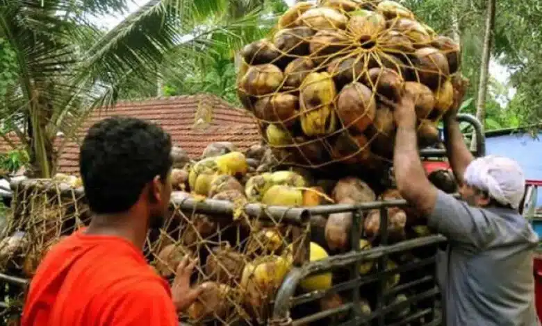 Coconut growers in Gujarat sought help from the government