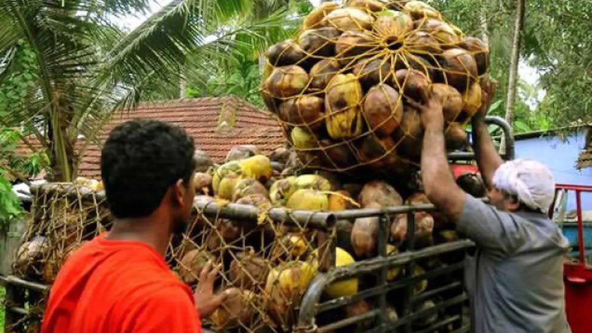 Coconut growers in Gujarat sought help from the government