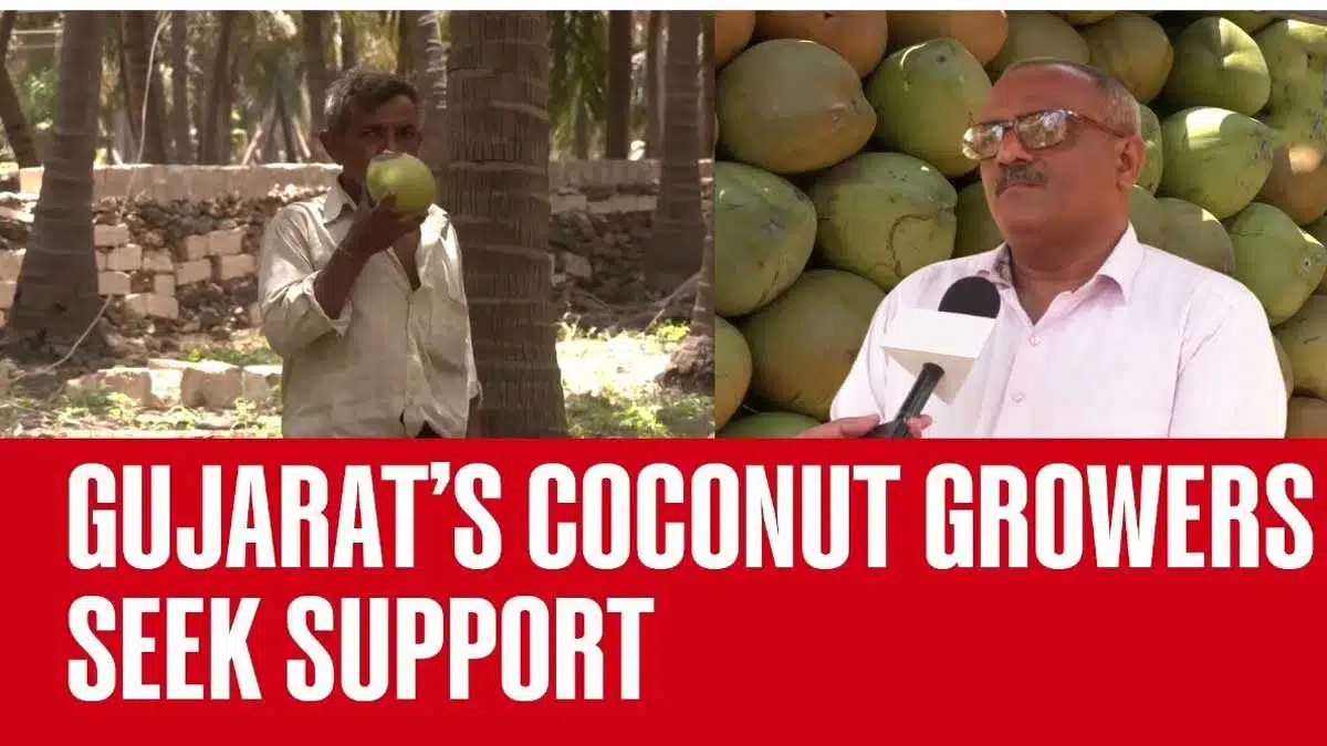 Coconut growers in Gujarat sought help from the government