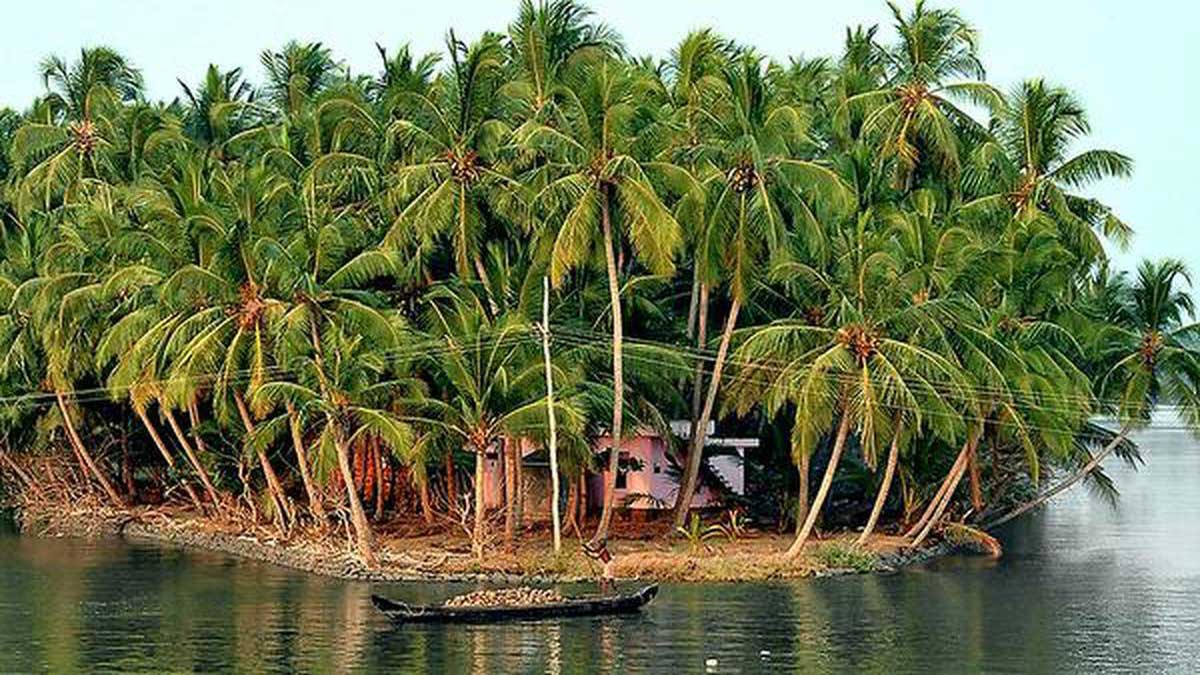 Coconut growers in Gujarat sought help from the government