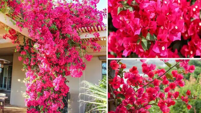 Enjoy Bougainvillea flower syrup in summer