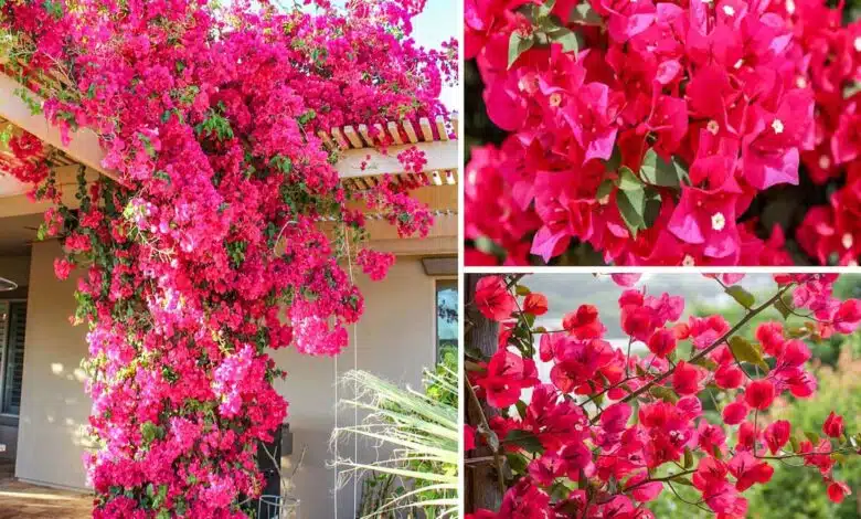 Enjoy Bougainvillea flower syrup in summer