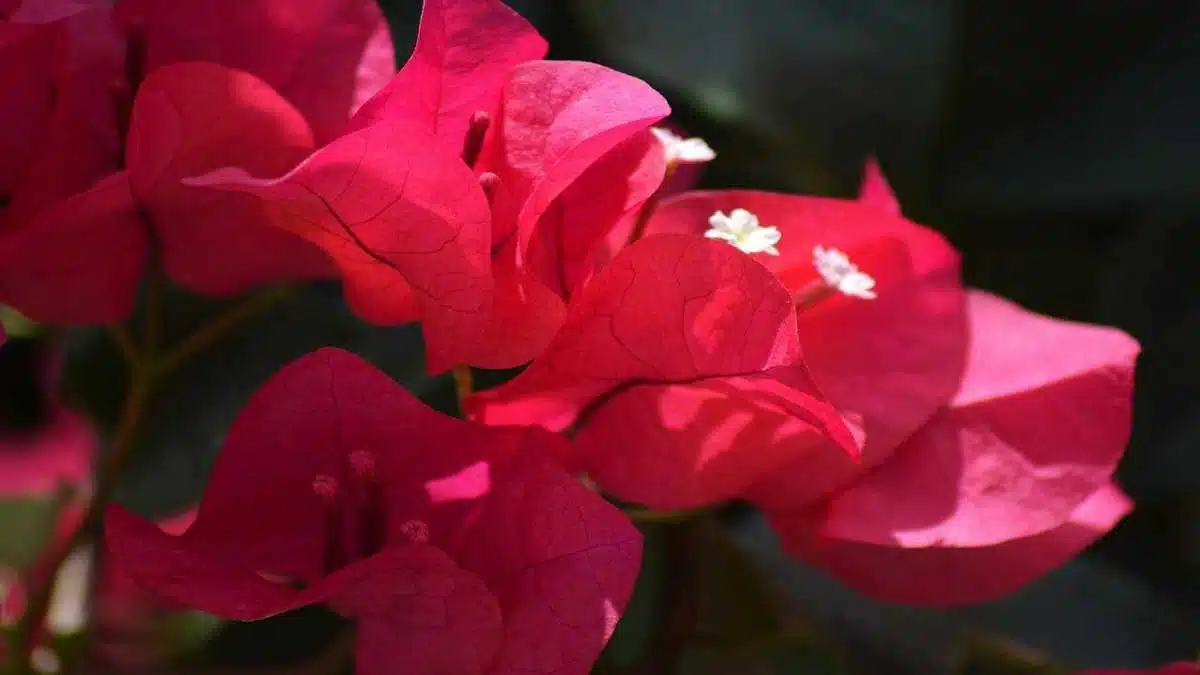 Enjoy Bougainvillea flower syrup in summer