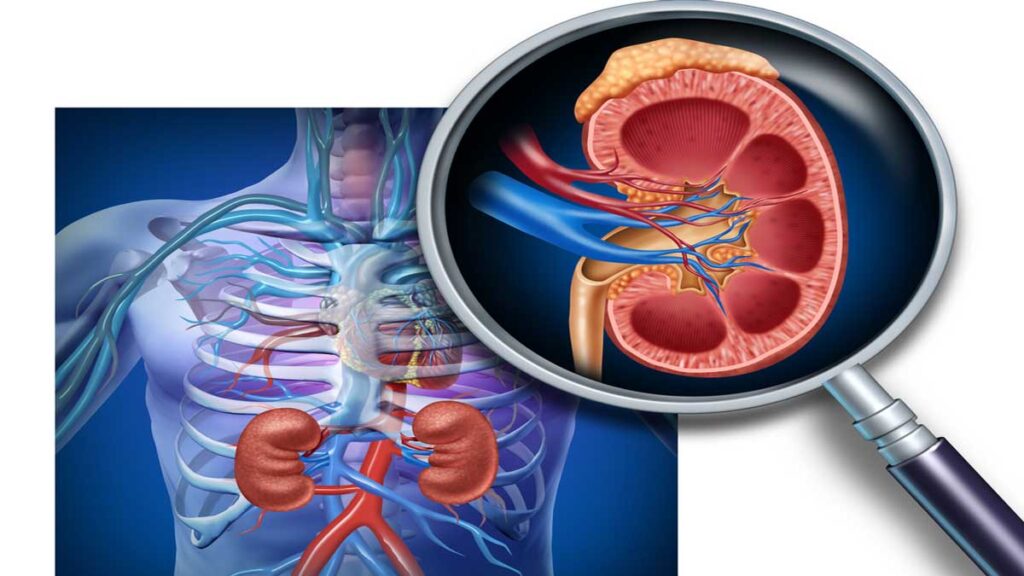 How does kidney work step by step 1