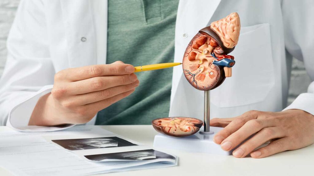 How does kidney work step by step 2