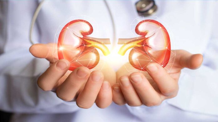 How does kidney work step by step