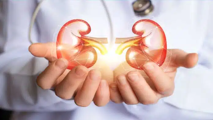 How does kidney work step by step