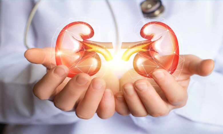 How does kidney work step by step