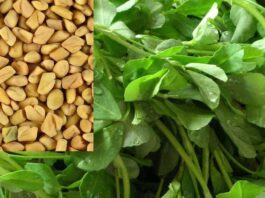 Methi: Which helps in weight loss