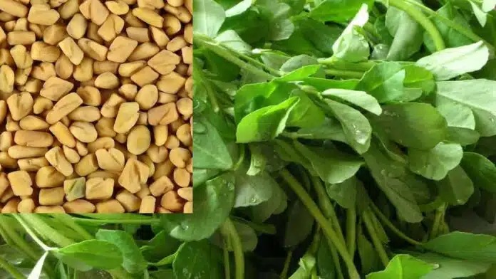 Methi: Which helps in weight loss