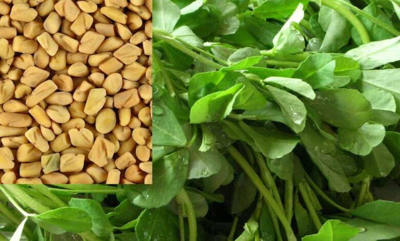 Methi: Which helps in weight loss
