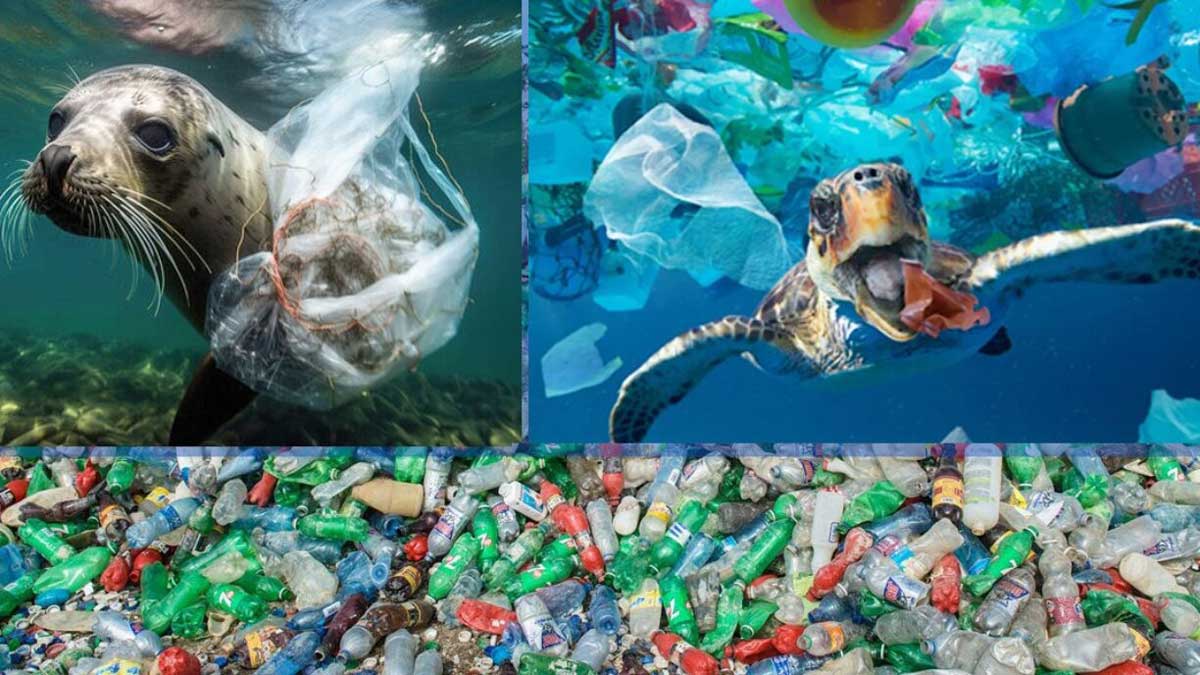 Plastic net is the wound of our earth
