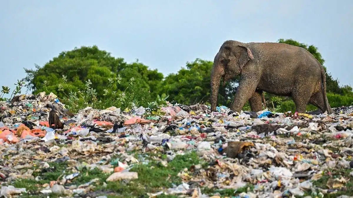 Plastic net is the wound of our earth