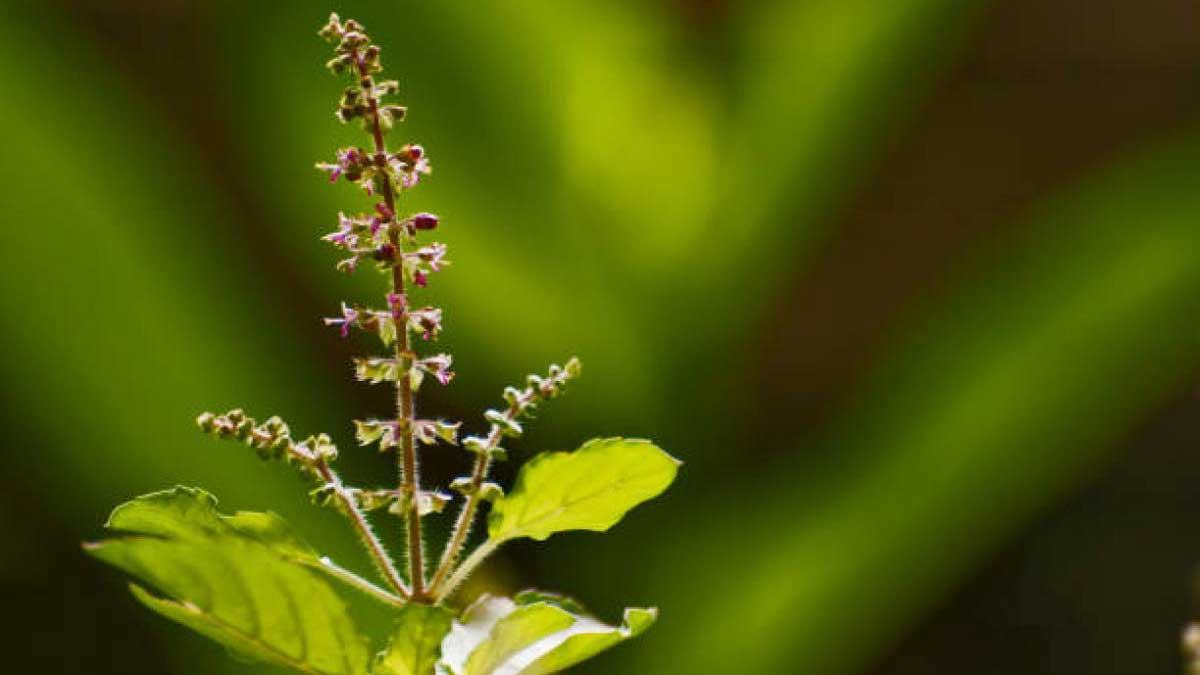 Tulsi is a confluence of purity, culture and medicine.
