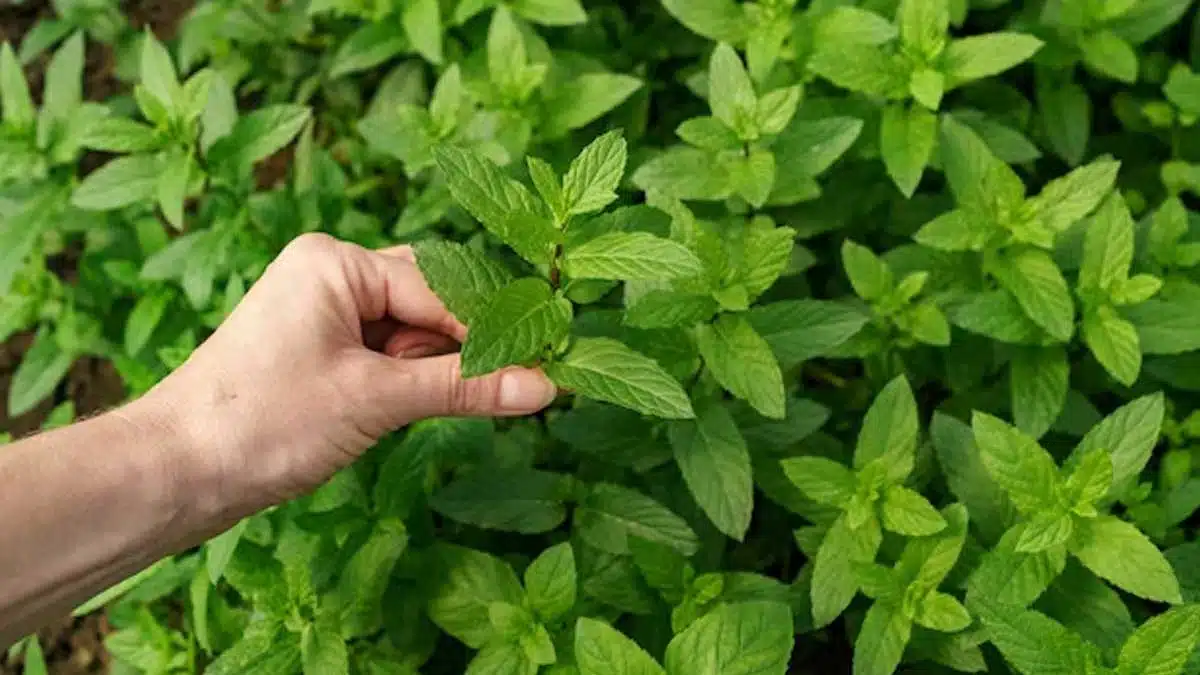 Tulsi is a confluence of purity, culture and medicine.