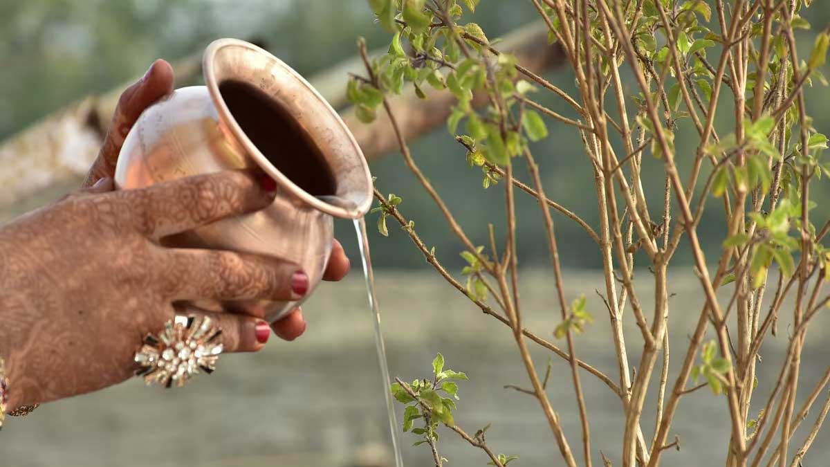 Tulsi is a confluence of purity, culture and medicine.