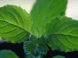 Tulsi is a confluence of purity, culture and medicine.