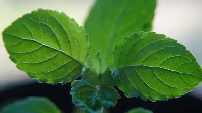 Tulsi is a confluence of purity, culture and medicine.