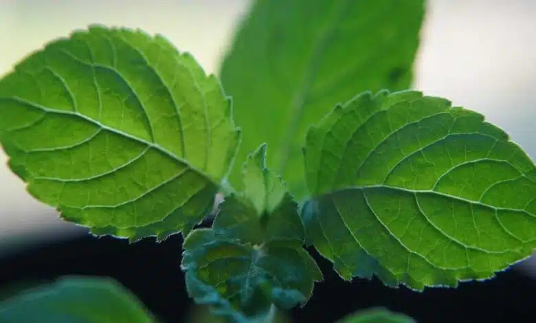 Tulsi is a confluence of purity, culture and medicine.