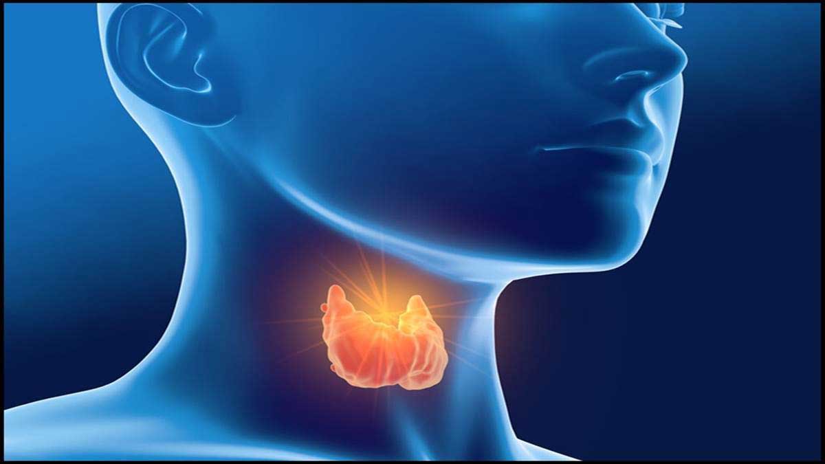 What is Thyroid