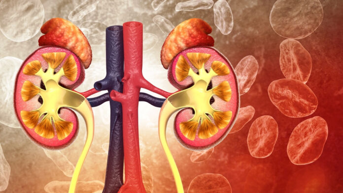 Which is the best fruit for kidneys